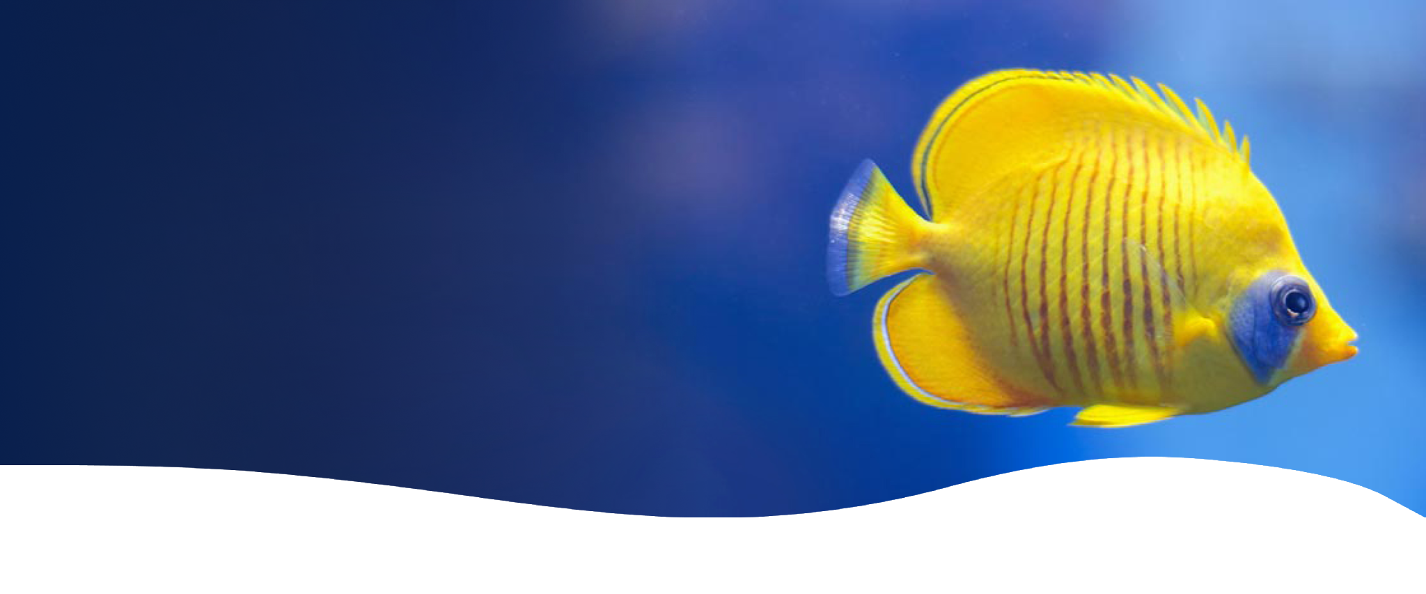 API® Official Website | Home | API Fishcare