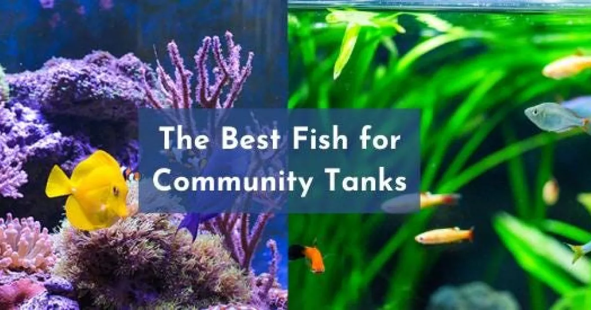 The Best Fish for Community Tanks | API Fishcare