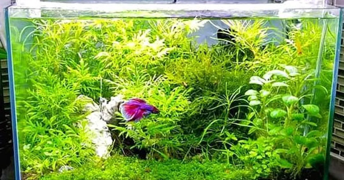 Myth Busters: The Truth about Bettas | API Fishcare