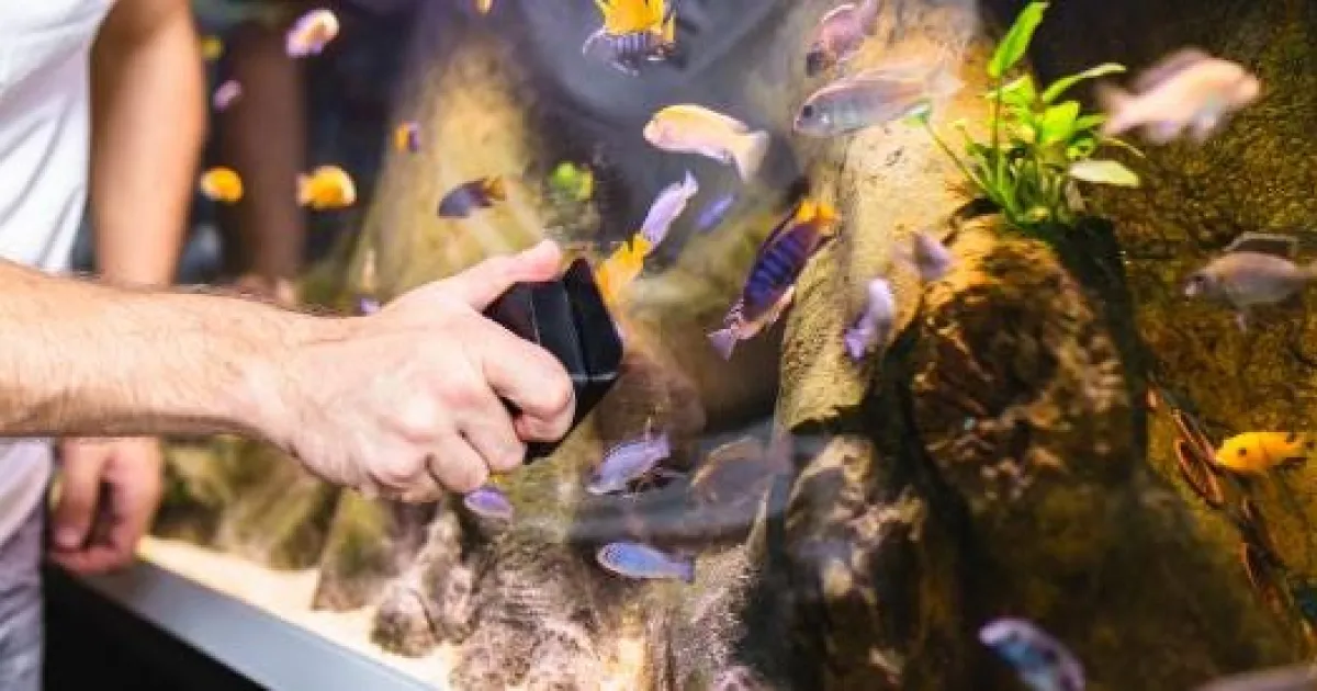 Treating Common Aquarium Problems | API Fishcare